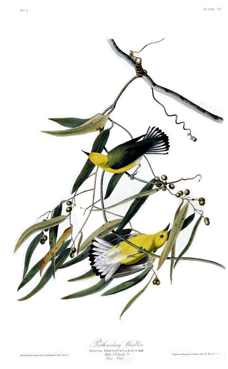 Plate 3 of Birds of America av John James Audubon som skildrer Prothonotary Warbler av John James Audubon