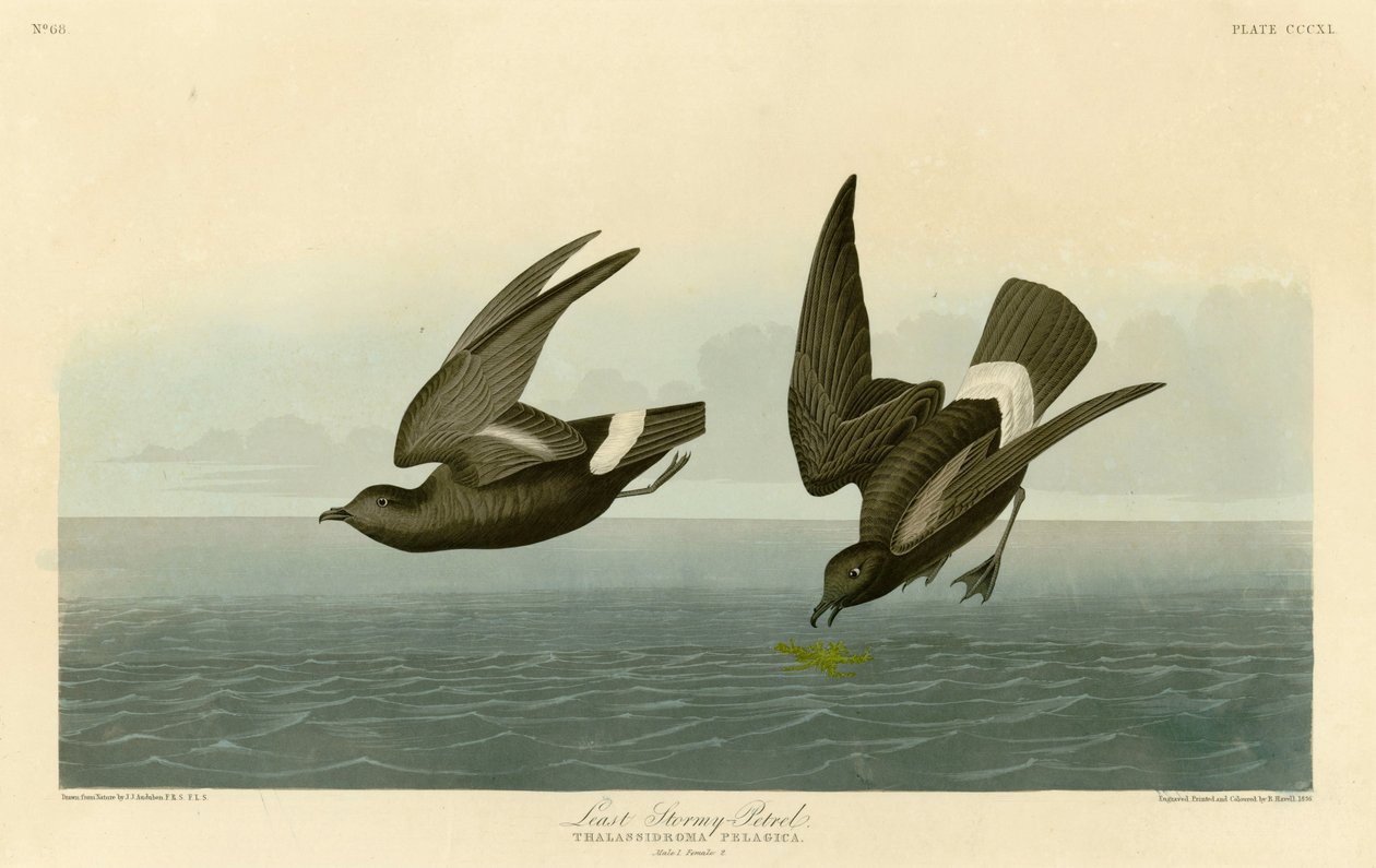 Plate 340 of Birds of America av John James Audubon som skildrer Least Stormy-Petrel av John James Audubon