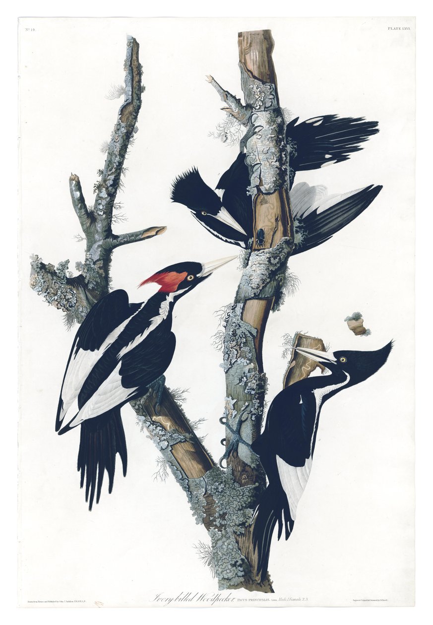 Plate 66 av Birds of America av John James Audubon som viser elfenbensnæbbet spett av John James Audubon