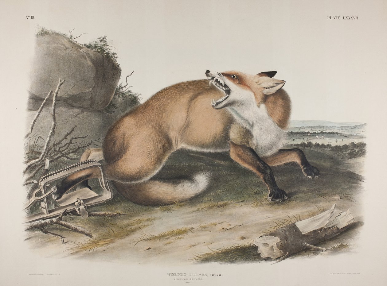 Plate 87. Vulpes Fulvus, Desm. American Red Fox, 1846 (håndfarget og fargetrykt litho på vevd papir) av John James Audubon