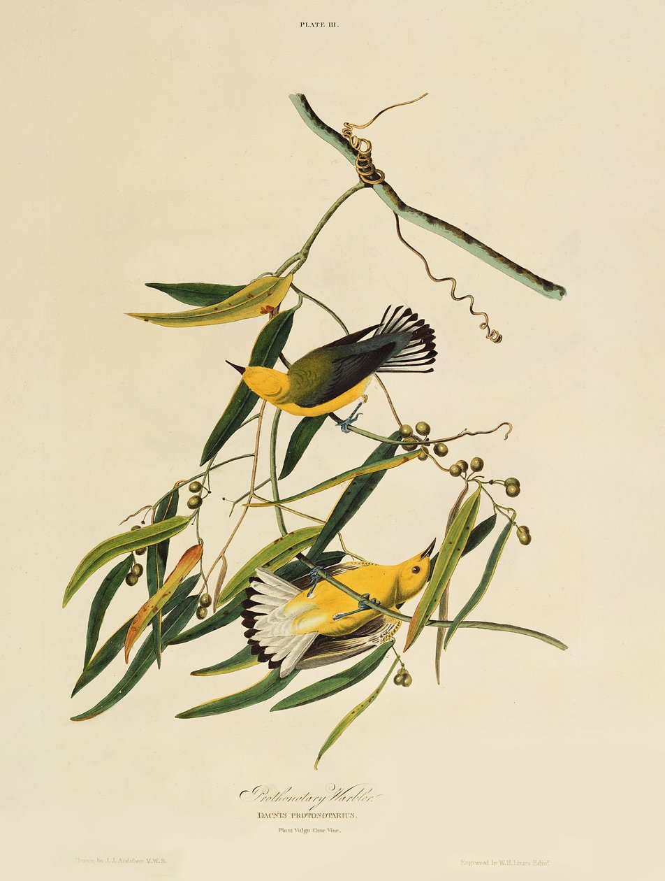 Prothonotary Warbler, fra 'Birds of America', gravert av William Home Lizars (1788-1859) av John James Audubon