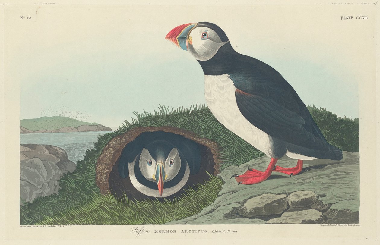 Lundefugl, 1834 av John James Audubon