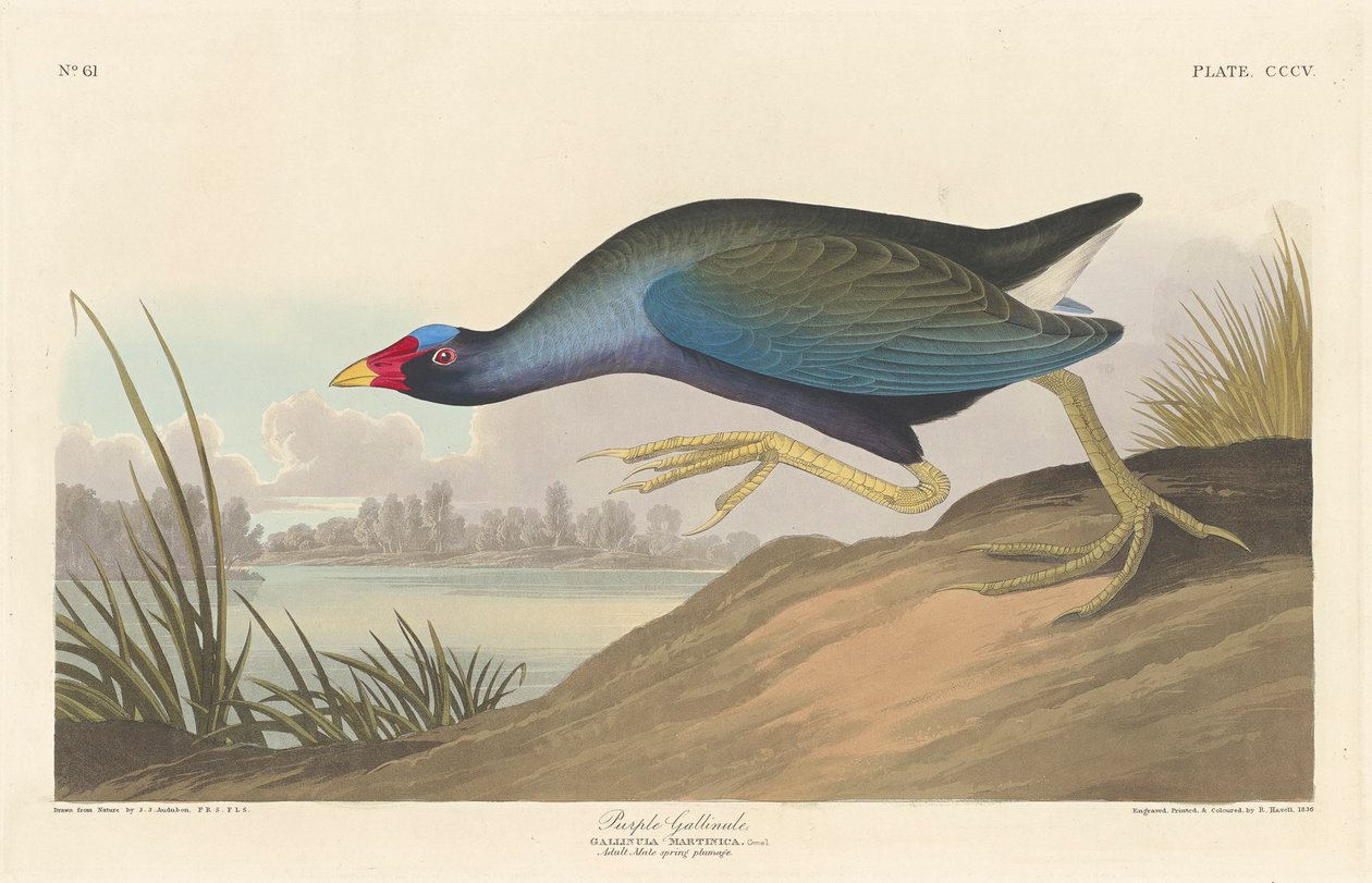 Lilla gallinule, 1836 av John James Audubon