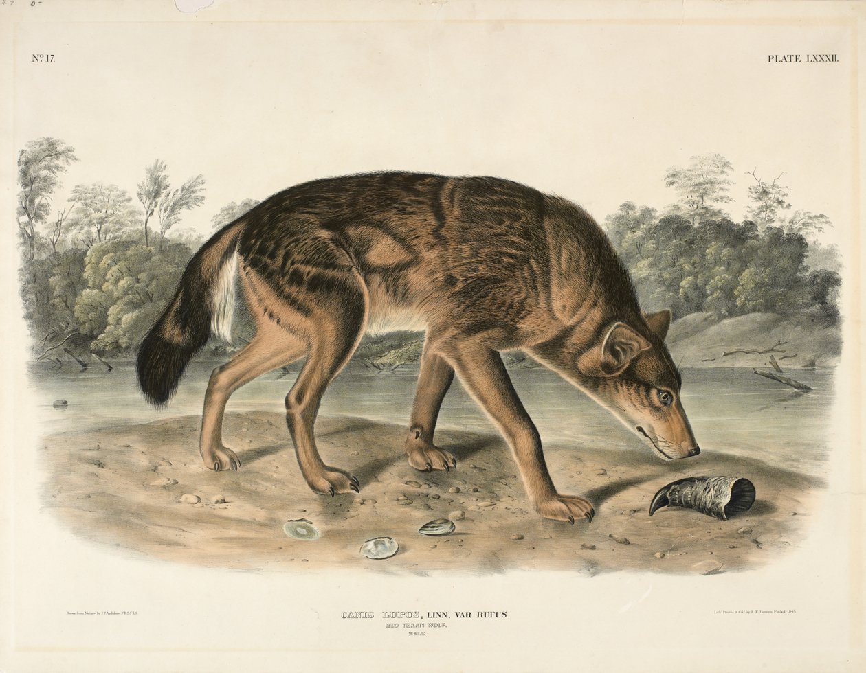 Red Texan Wolf (Canis Lupus), 1845 (håndfarget litografi) av John James Audubon