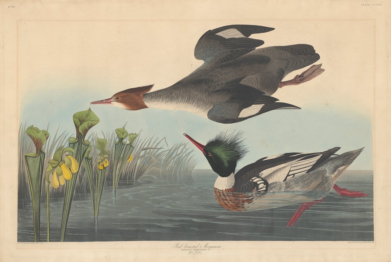Rødbryst Merganser, 1838 av John James Audubon