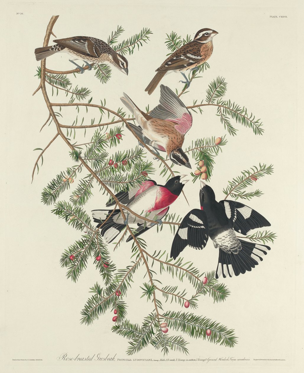 Rose-breasted Grosbeak, 1832 av John James Audubon