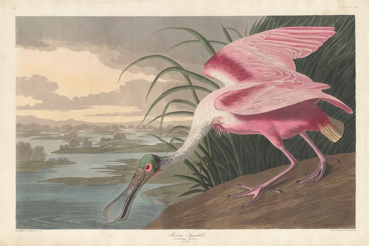 Roseate skestork, 1836 av John James Audubon