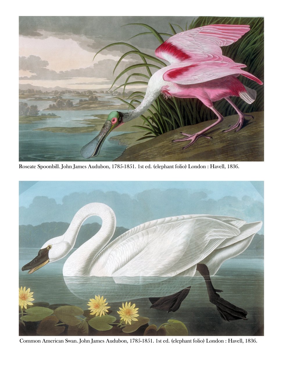 Roseate skestork og vanlig amerikansk svane, 1836 av John James Audubon