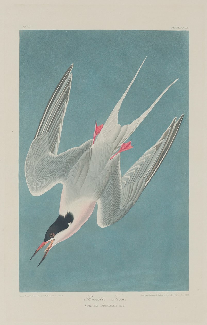 Roseatetern, 1835 av John James Audubon