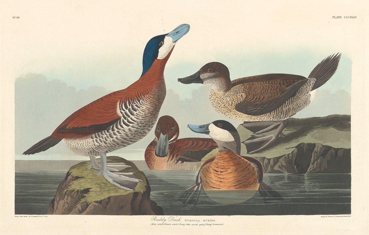 Rødand, 1836 av John James Audubon