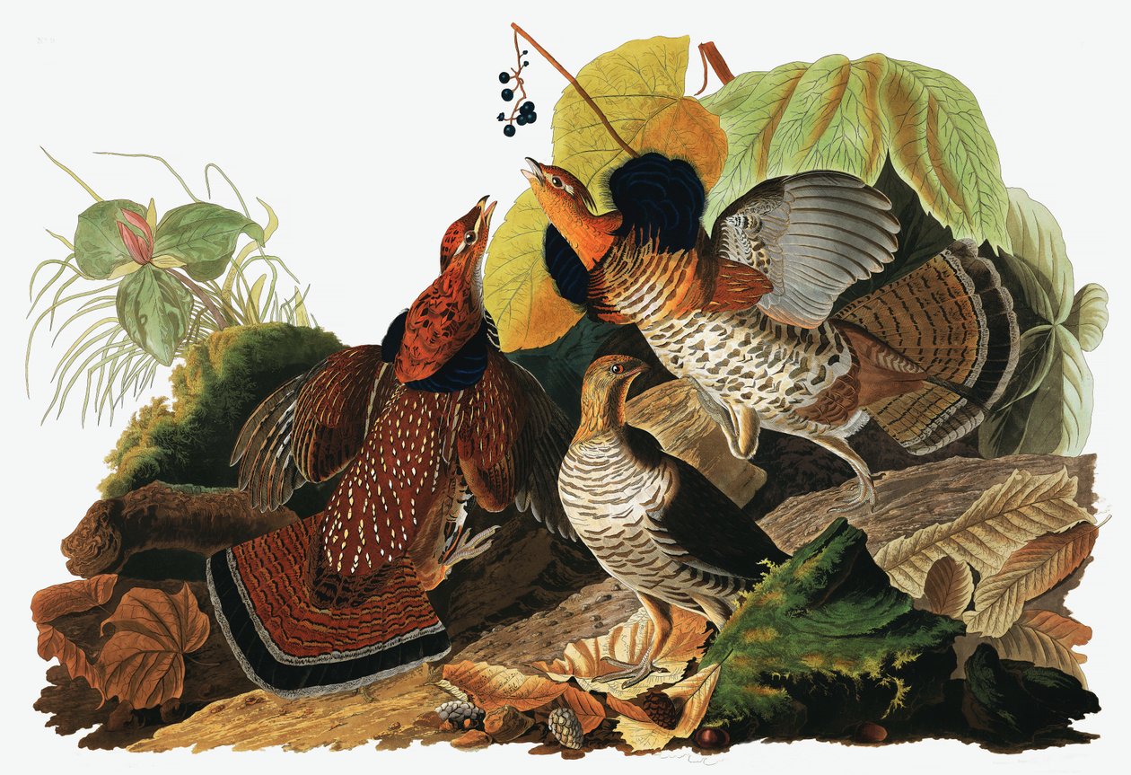 Ruffed Grouse, Tetrao Umbellus, fra The Birds of America av John J. Audubon, pub. 1827-38 (håndfarget gravering) av John James Audubon