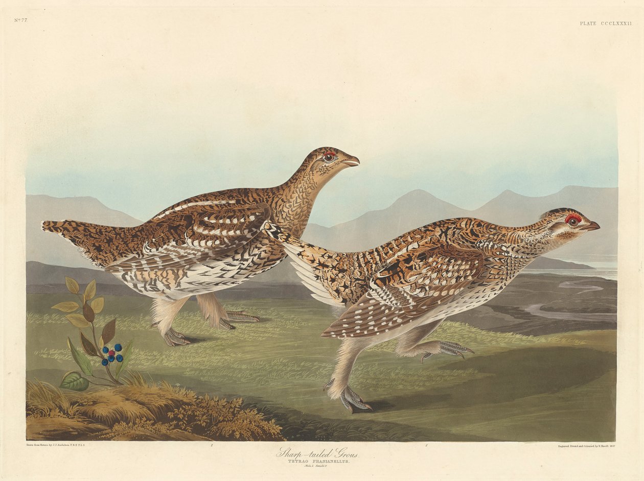 Sharptailed Grous, 1837 av John James Audubon