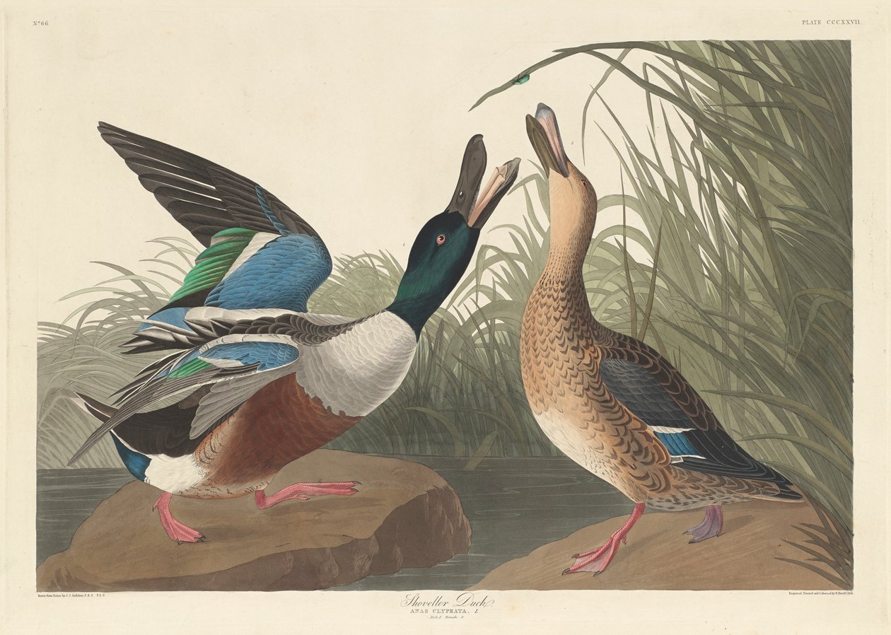 Shoveller Duck, 1836 av John James Audubon