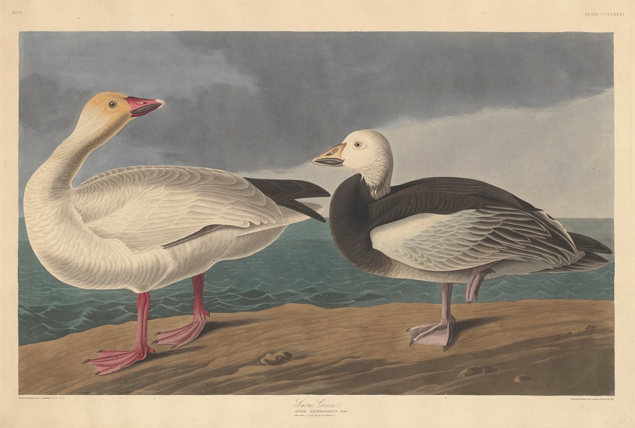 Snøgås, 1837 av John James Audubon