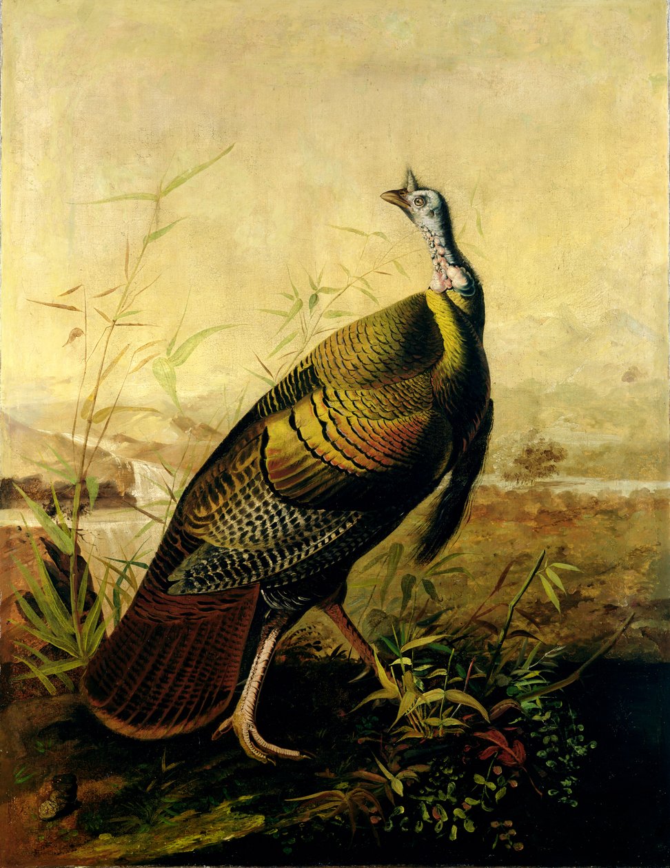 Den amerikanske villkalkunhanen av John James Audubon