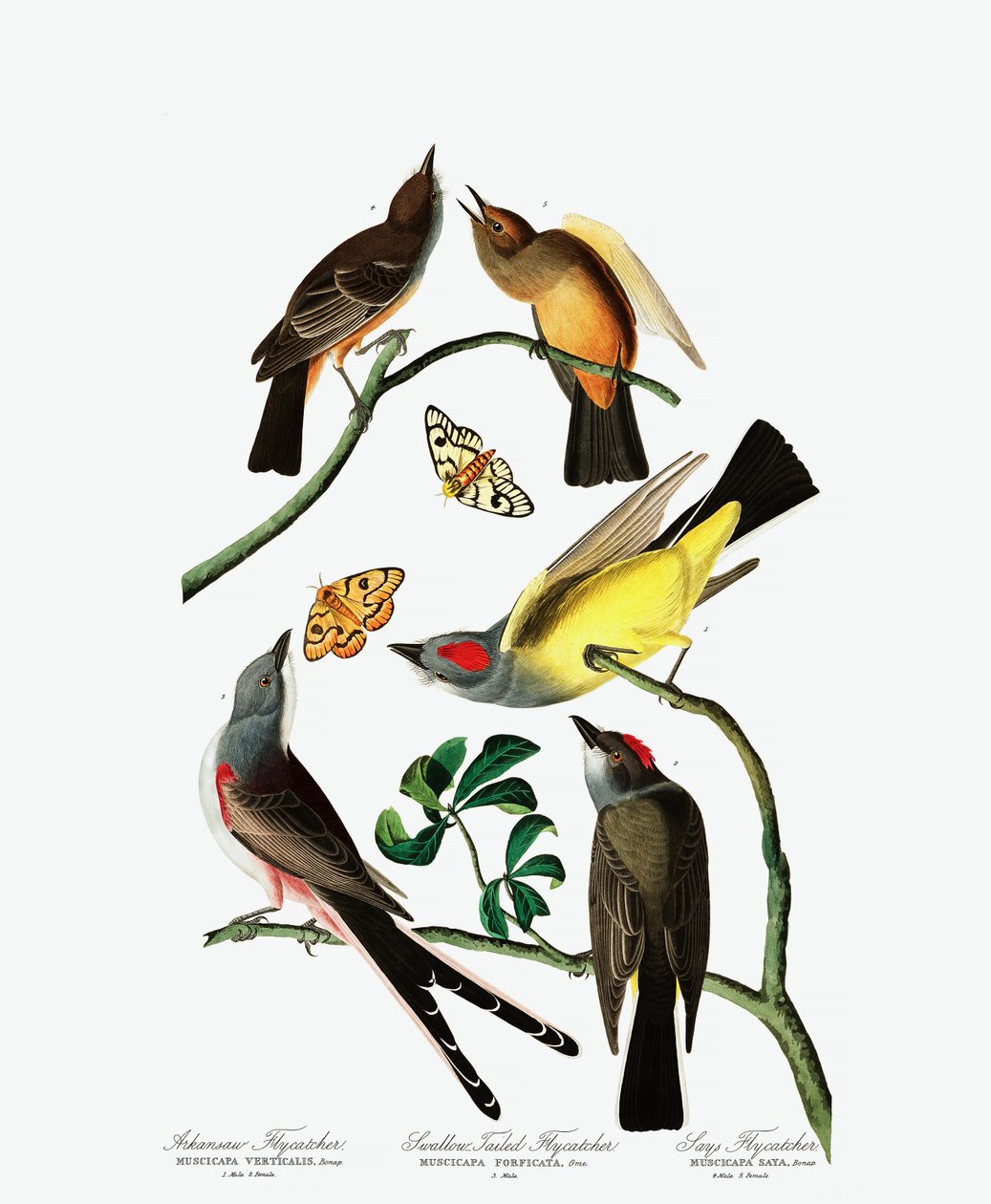 Three Varieties of Flycatcher, fra The Birds of America av John J. Audubon, pub. 1827-38 (håndfarget gravering) av John James Audubon