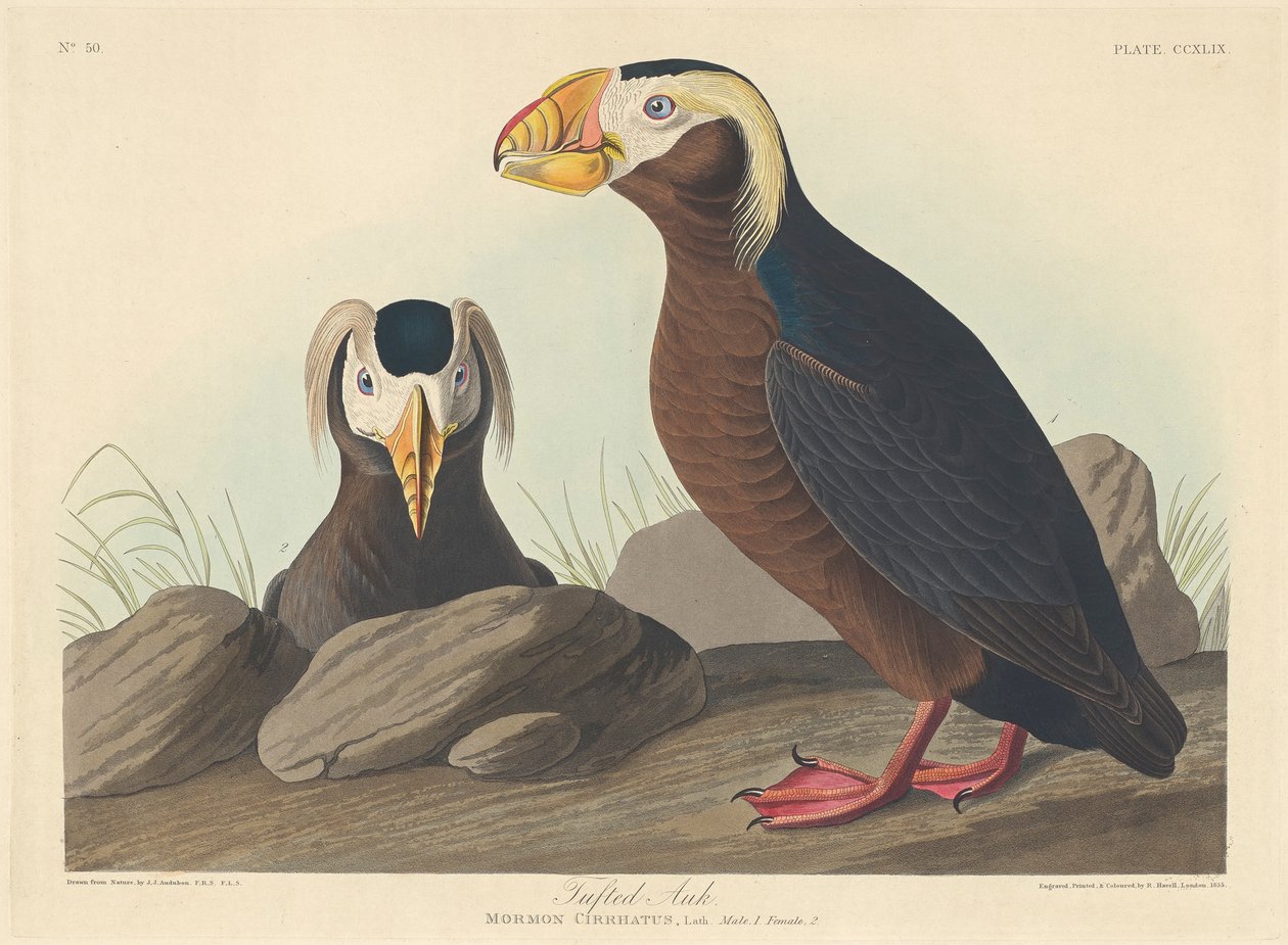 Tufted Auk, 1835 av John James Audubon