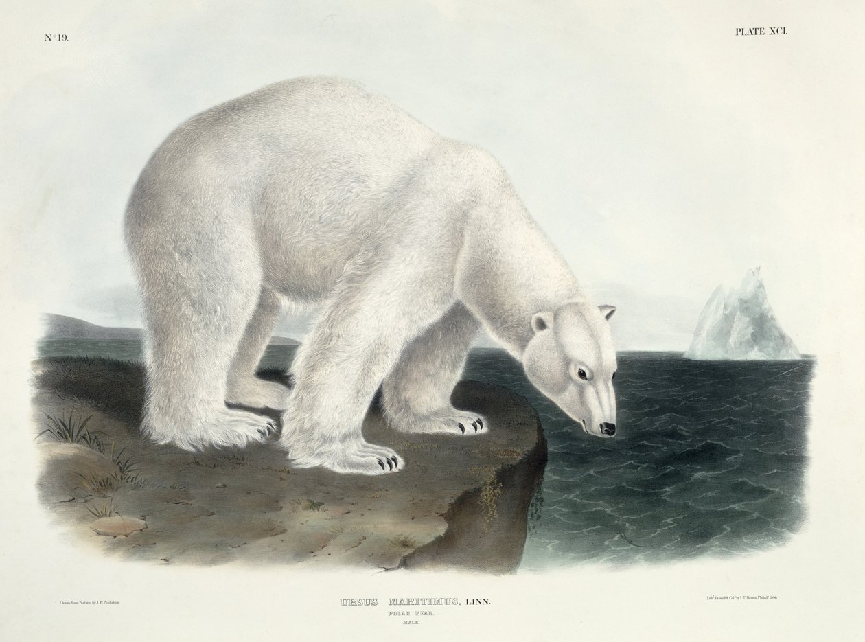 Ursus Maritimus (isbjørn), plate 91 fra 