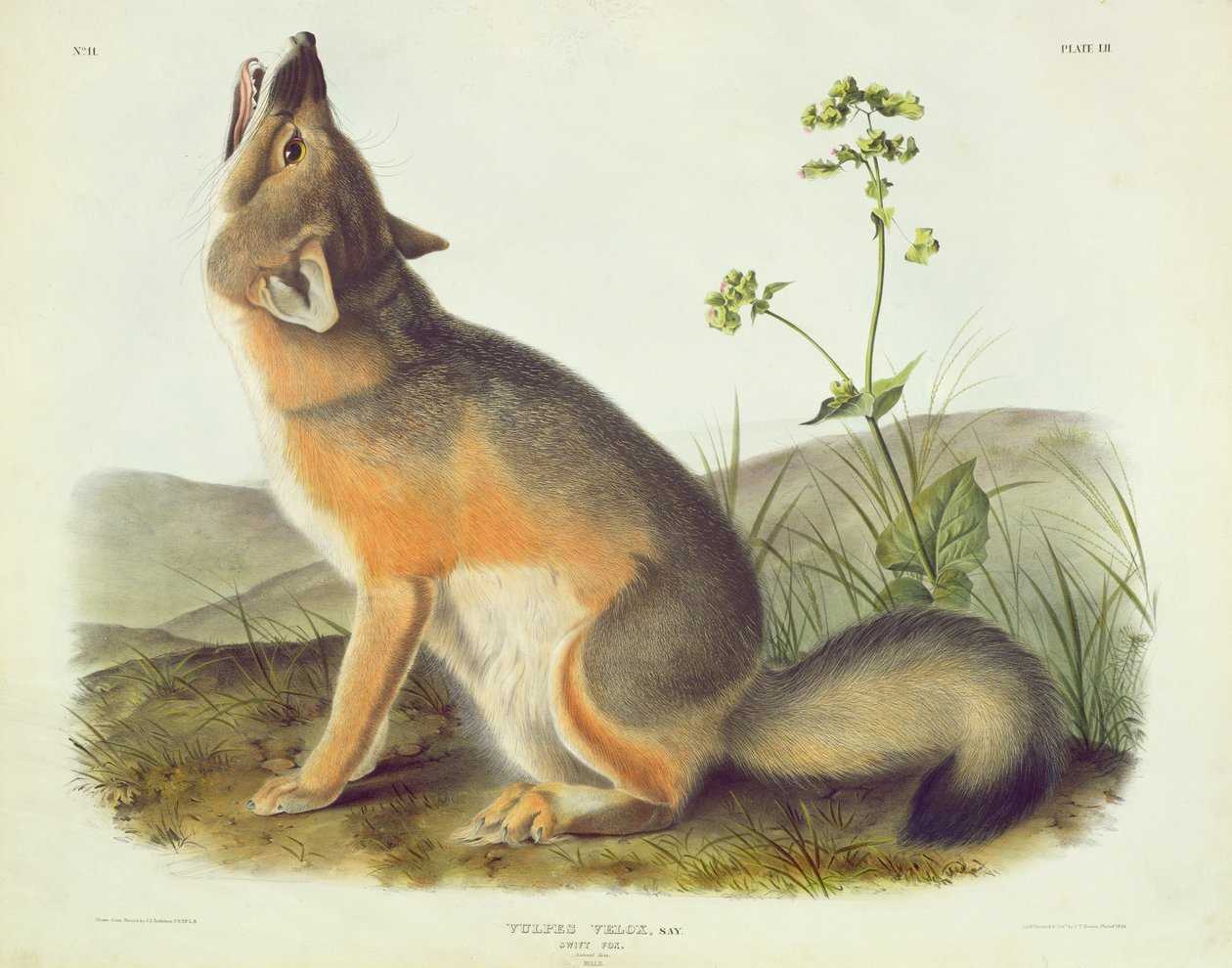 Vulpes Velox (Swift Fox), plate 52 fra 'Quadrupeds of North America', gravert av John T. Bowen (1801-c.1856), 1844 av John James Audubon