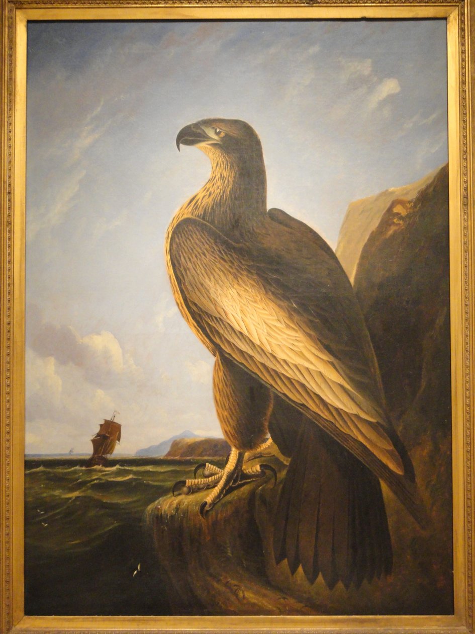 Washington Sea Eagle av John James Audubon