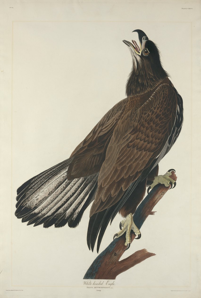 Hvithodeørn, 1832 av John James Audubon