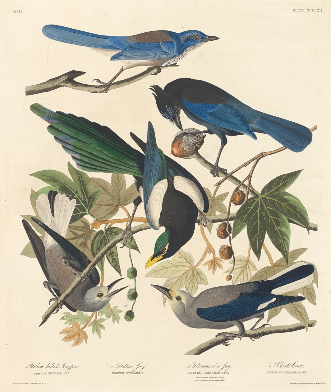 Gulnebbet Magpie, Stellers Jay, Ultramarine Jay og Clarks Crow, 1837 av John James Audubon