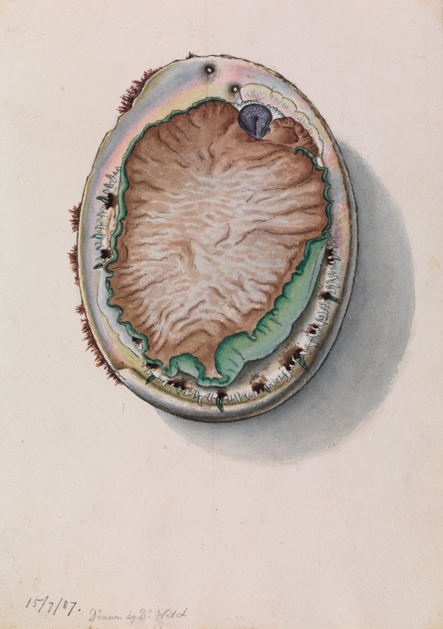 Grønnleppe Abalone, Haliotis laevigata av John James Wild