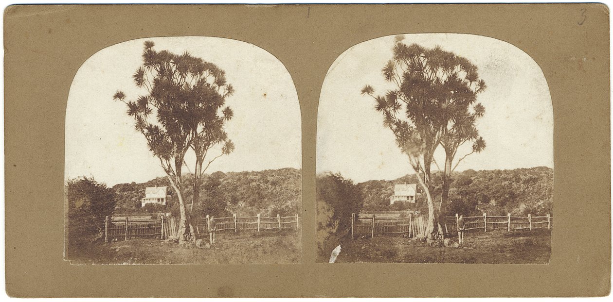 Prøve av Native Ti eller Manuku Tree kalt et kåltre, Auckland, New Zealand (albumintrykk) av John Kinder