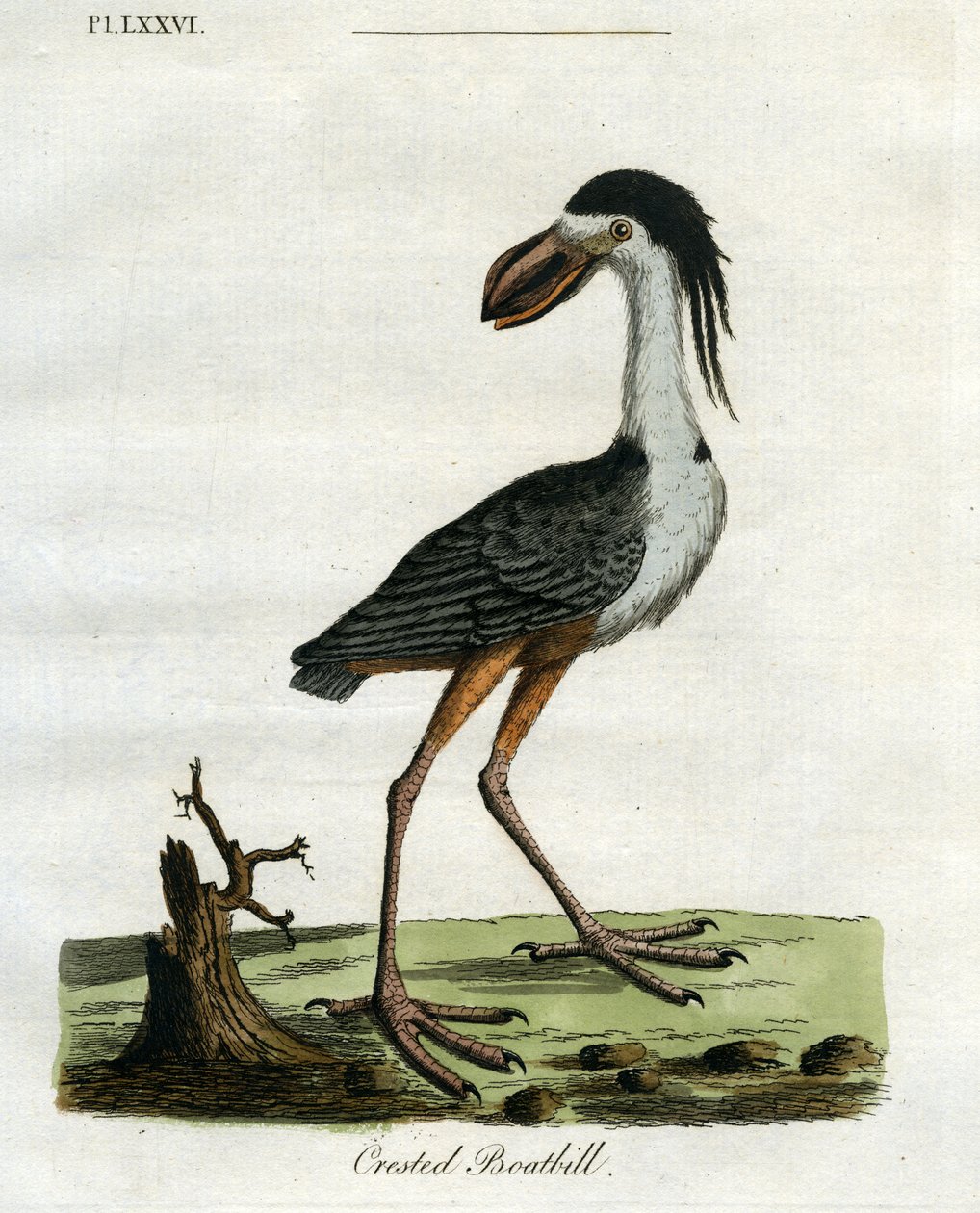 Crested Boatbill, 1781-5 (håndfarget gravering) av John Latham
