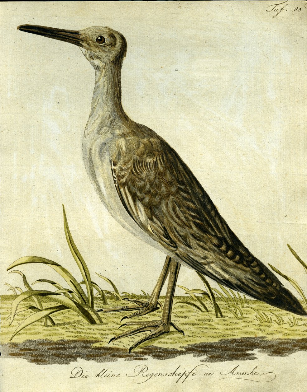 Liten amerikansk snipe, 1793 (håndfarget gravering) av John Latham