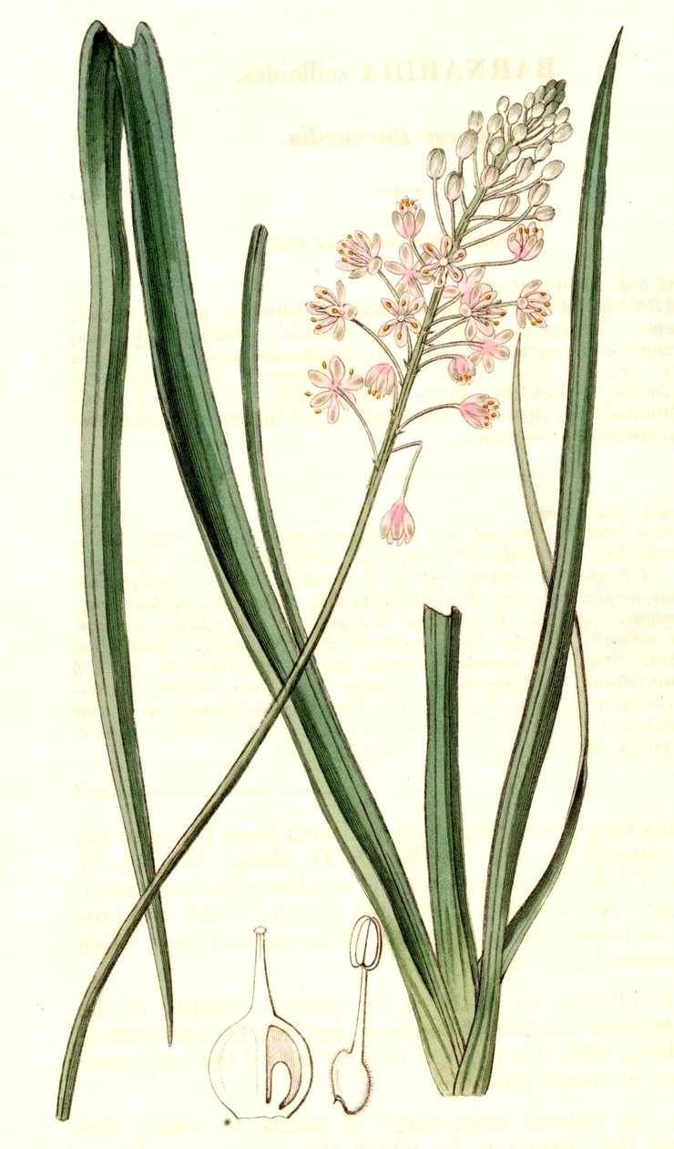 Barnardia japonica av John Lindley