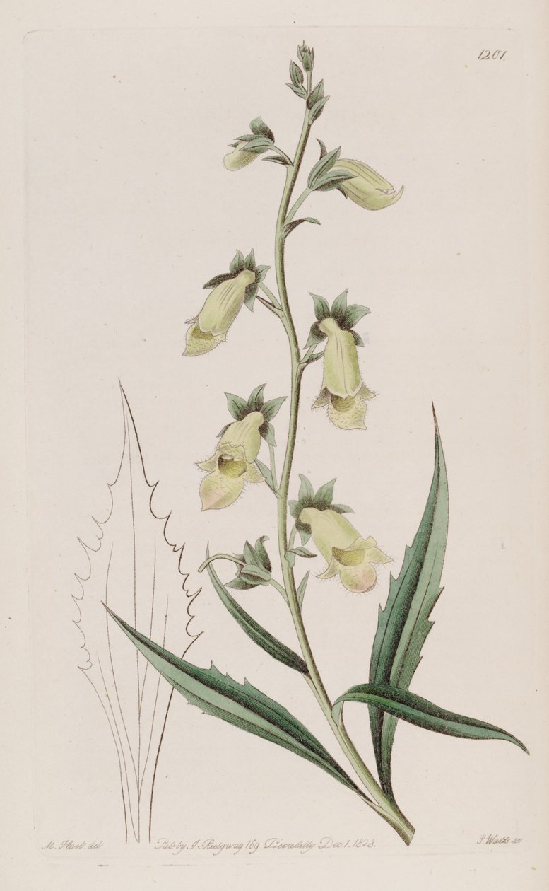 Digitalis obscura subsp. laciniata av John Lindley