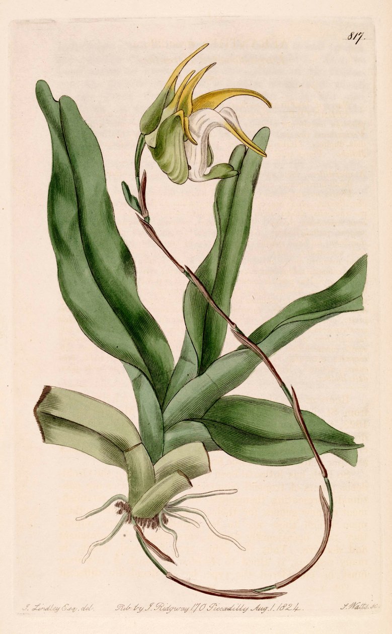 Illustrasjon av Aeranthes grandiflora av John Lindley