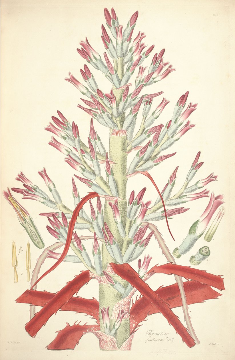 Illustrasjon av Bromelia pinguin (som syn. Bromelia fastuosa) av John Lindley