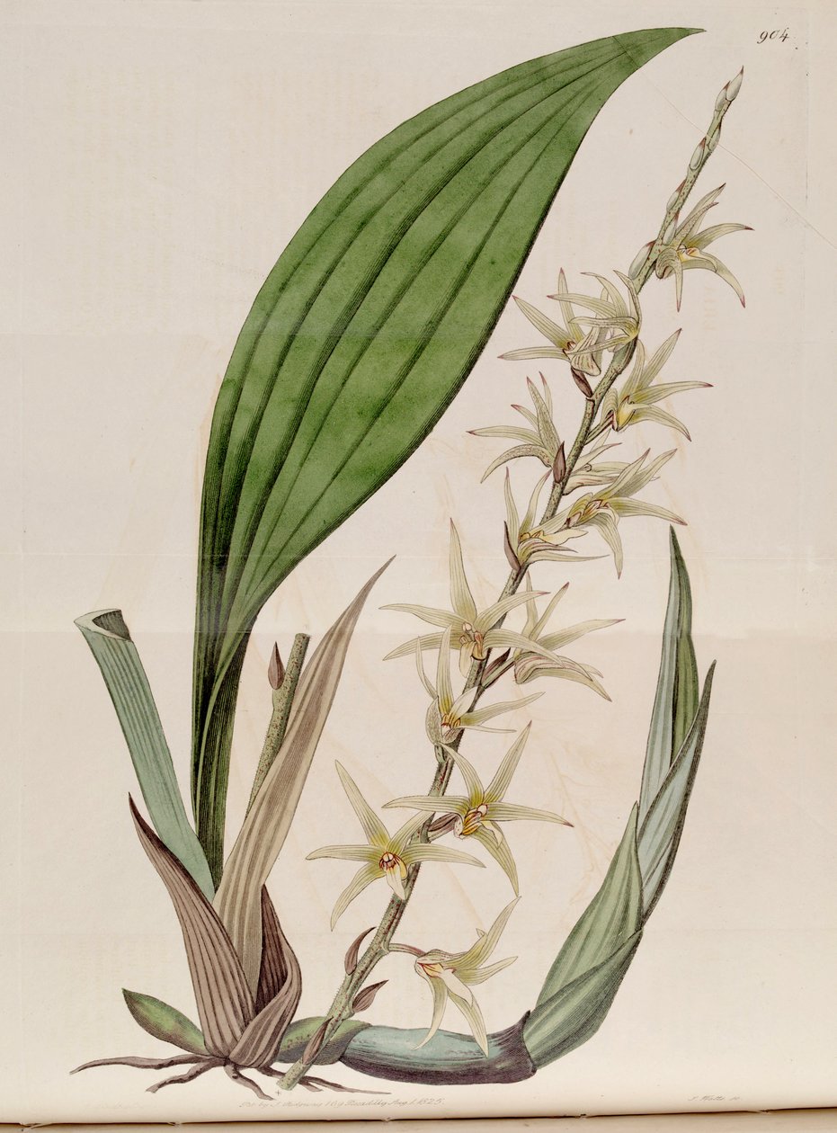 Illustrasjon av Eria javanica (som syn. Eria stellata) av John Lindley