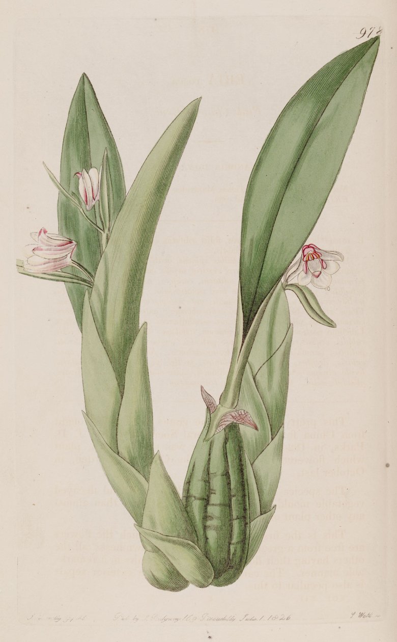 Illustrasjon av Eria rosea av John Lindley