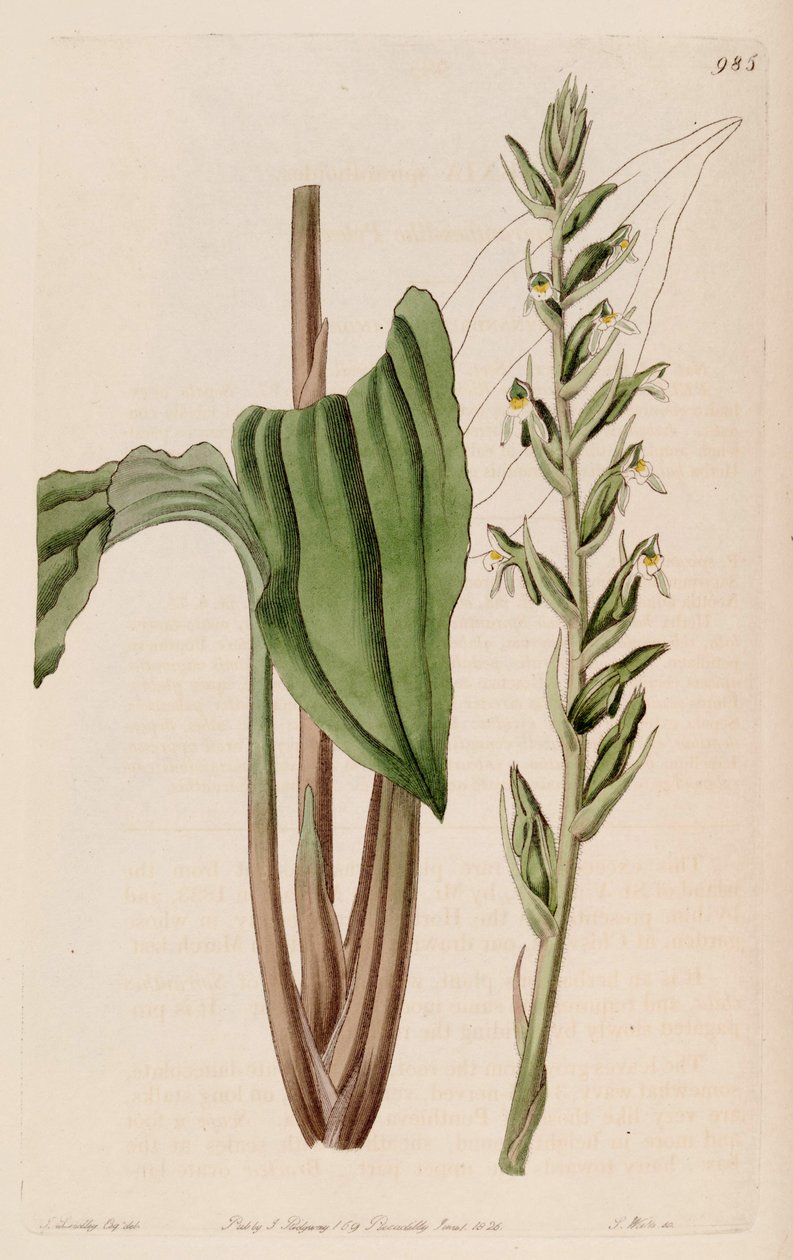 Illustrasjon av Pelexia adnata (som syn. Pelexia spiranthoides) av John Lindley