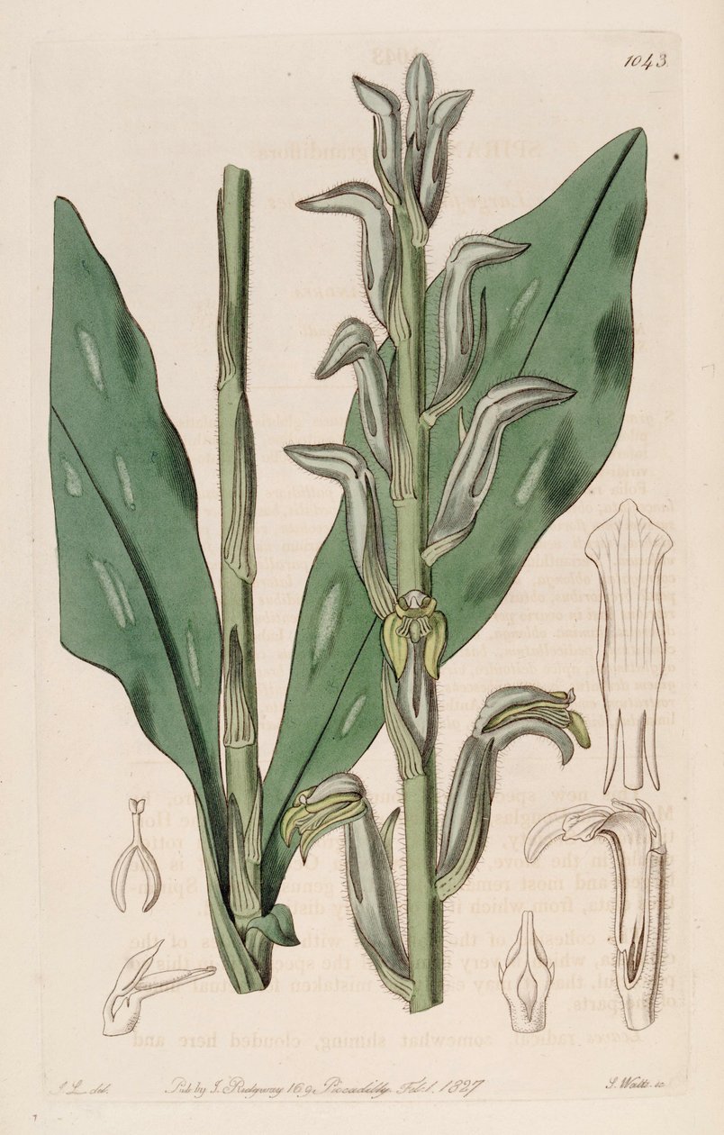 Illustrasjon av Sarcoglottis grandiflora (som syn. Spiranthes grandiflora) av John Lindley