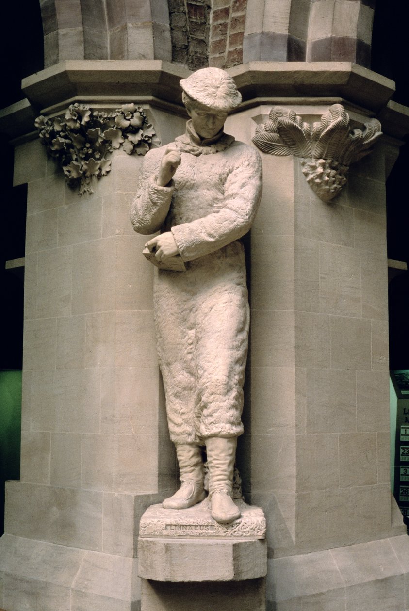 Charles Linné (1707-78) av John Lucas Tupper