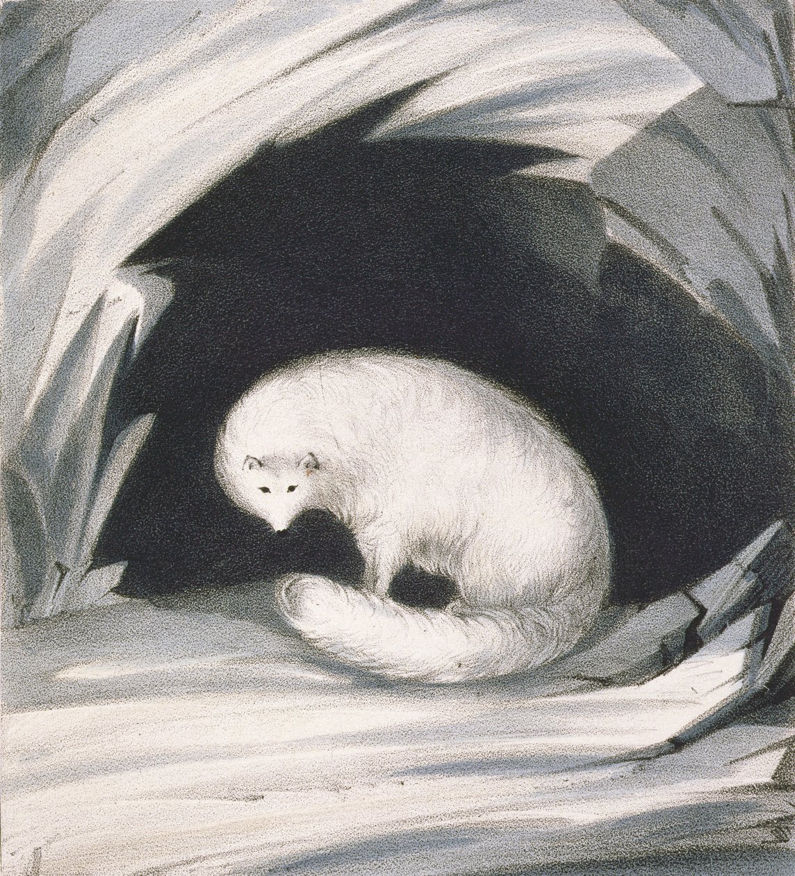 Arctic Fox, fra 