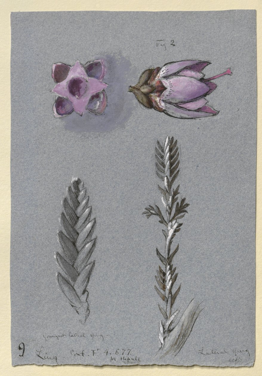 Four Studies of Ling, sannsynligvis 14. september 1869 (akvarell, kroppsfarge og penn og blekk over grafitt på blått vevd papir) av John Ruskin