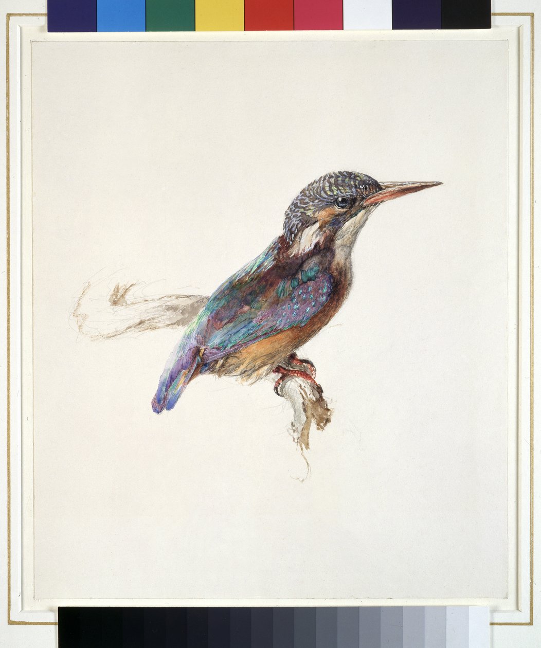 Studie av en Kingfisher, med dominerende referanse til farge, sannsynligvis oktober 1871 (akvarell og kroppsfarge over grafitt på vevd papir) av John Ruskin