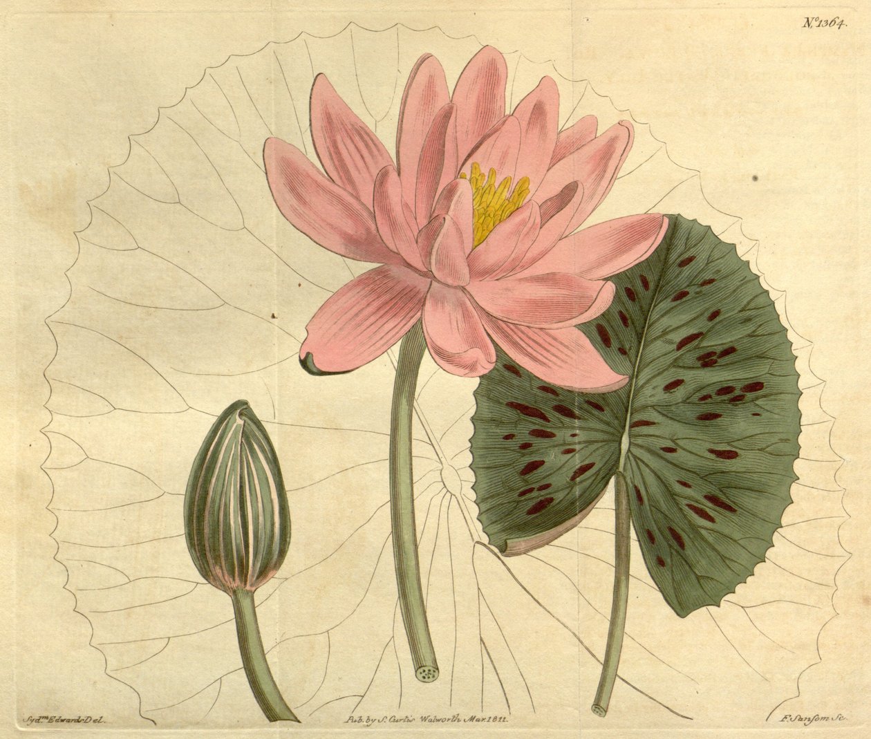 Nymphaea pubescens av John Sims
