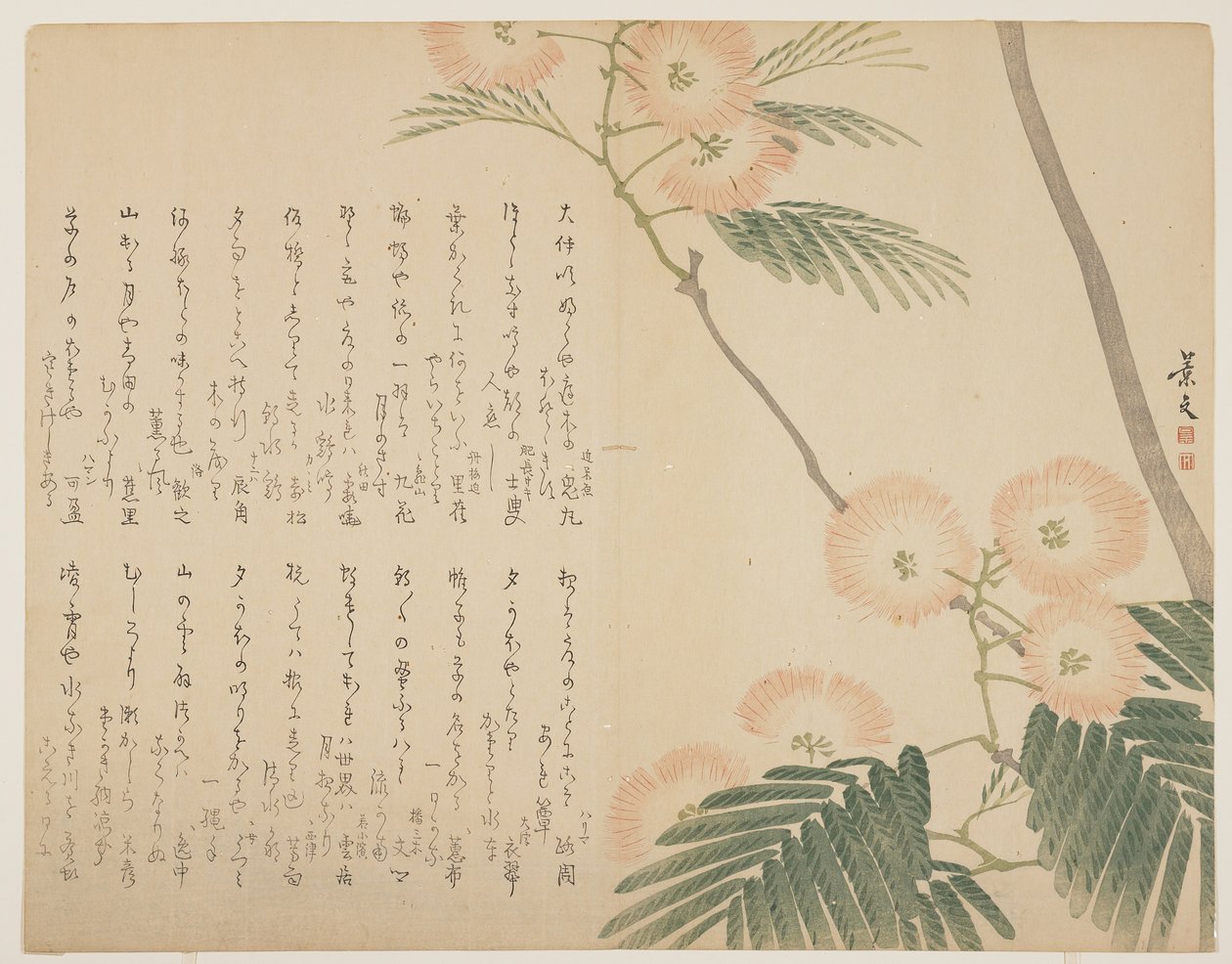Blomstrende silketre, ca. 1818-1829 av John Thomas Barber Beaumont