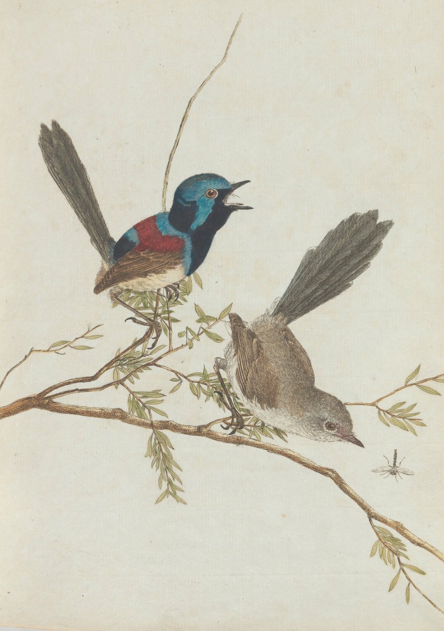 Birds of New South Wales med sin naturlige historie. Lewis, John. Birds of New South Wales med sine ... av John William Lewin