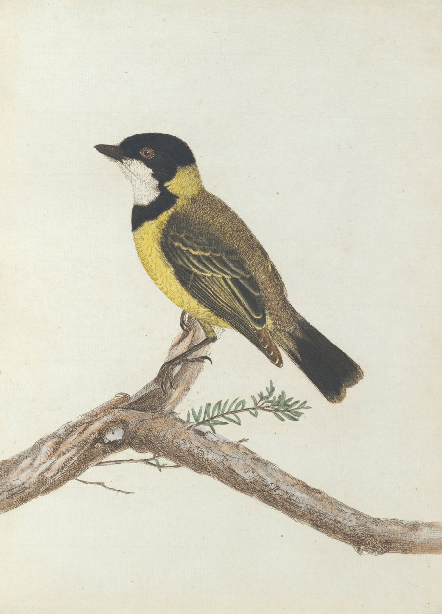 Svart krone. Lewis, John. Fugler i New South Wales med sin naturlige historie. Sydney- G. Howe ... av John William Lewin