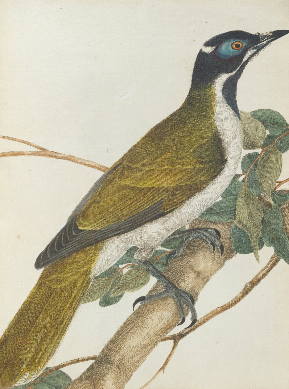 Blue face honeysucker. Lewis, John. Fugler i New South Wales med sin naturlige historie. Sydney- G. H ... av John William Lewin