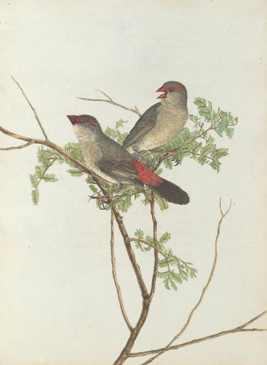Common grossbeak. Lewis, John. Fugler i New South Wales med sin naturlige historie. Sydney- G. Howe, ... av John William Lewin