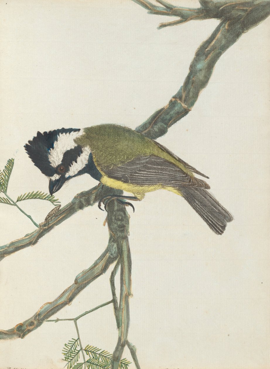 Crested shrike. Lewis, John. Fugler i New South Wales med sin naturlige historie. Sydney- G. Howe, 18 ... av John William Lewin