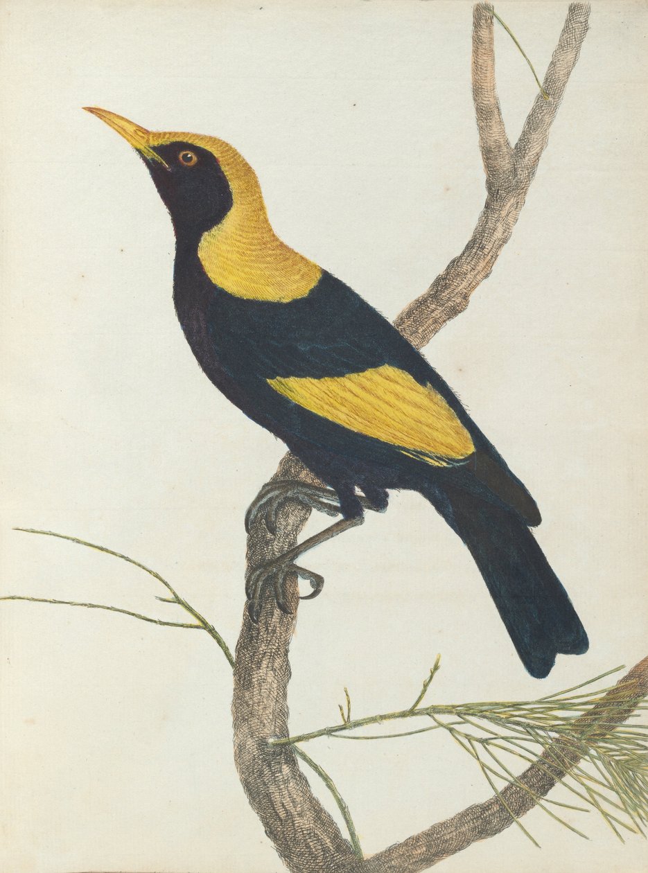 King honeysucker. Lewis, John. Fugler i New South Wales med sin naturlige historie. Sydney- G. Howe, ... av John William Lewin